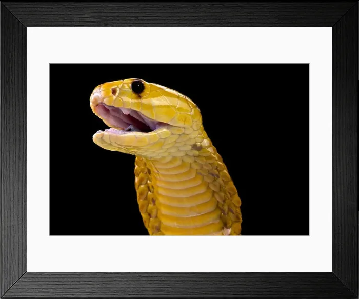 Framed Print : Cobra attack ! (Naja nivea) Framed Print : Cobra attack ! (Naja nivea)