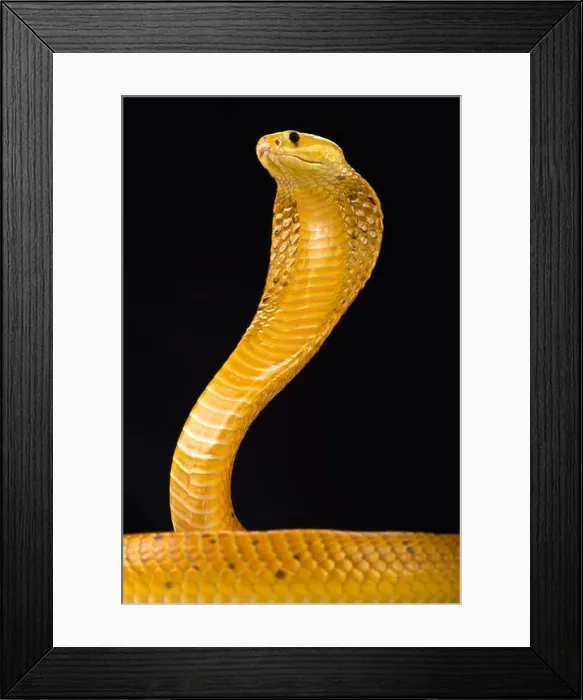 Framed Print : Cape cobra (Naja nivea) Framed Print : Cape cobra (Naja nivea)