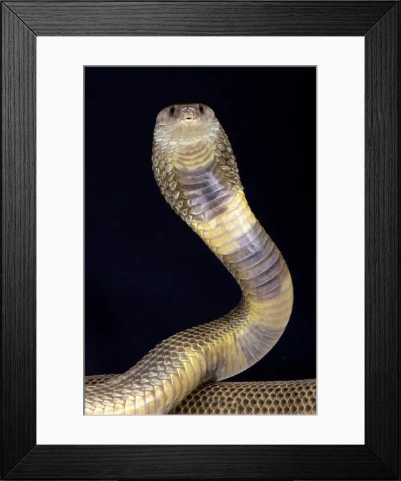 Framed Print : Oxus cobra (Naja oxiana) Framed Print : Oxus cobra (Naja oxiana)