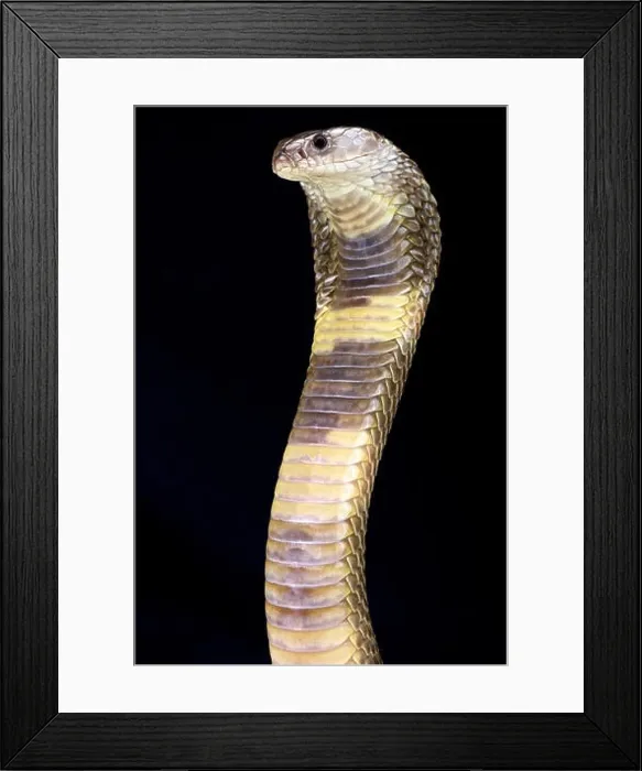 Framed Print : Oxus cobra (Naja oxiana)