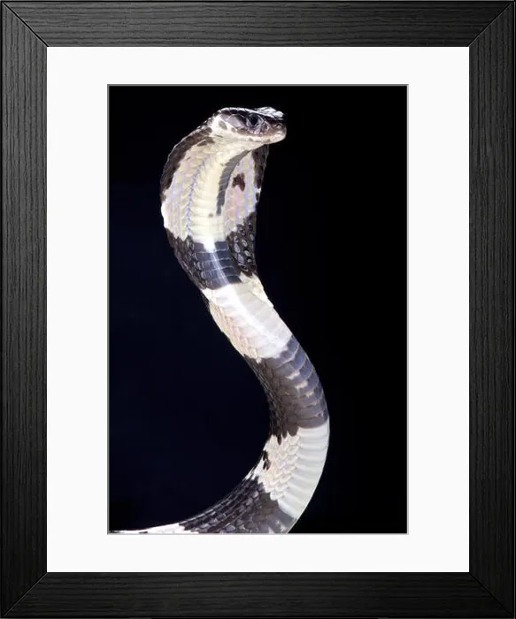 Framed Print : Thai spitting cobra (Naja siamensis) Framed Print : Thai spitting cobra (Naja siamensis)