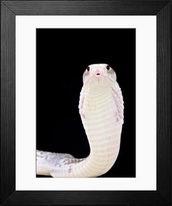 Framed Print : Javan spitting cobra (Naja sputatrix) Framed Print : Javan spitting cobra (Naja sputatrix)