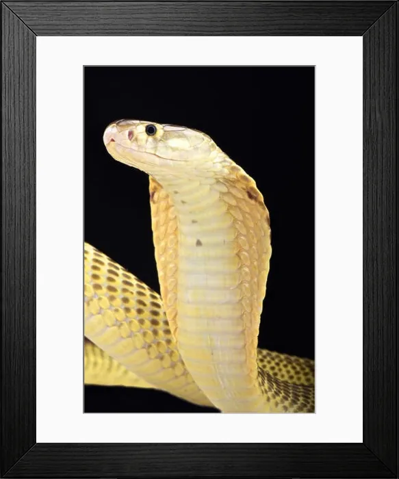 Framed Print : Sumatran spitting cobra (Naja sumatrana) Framed Print : Sumatran spitting cobra (Naja sumatrana)
