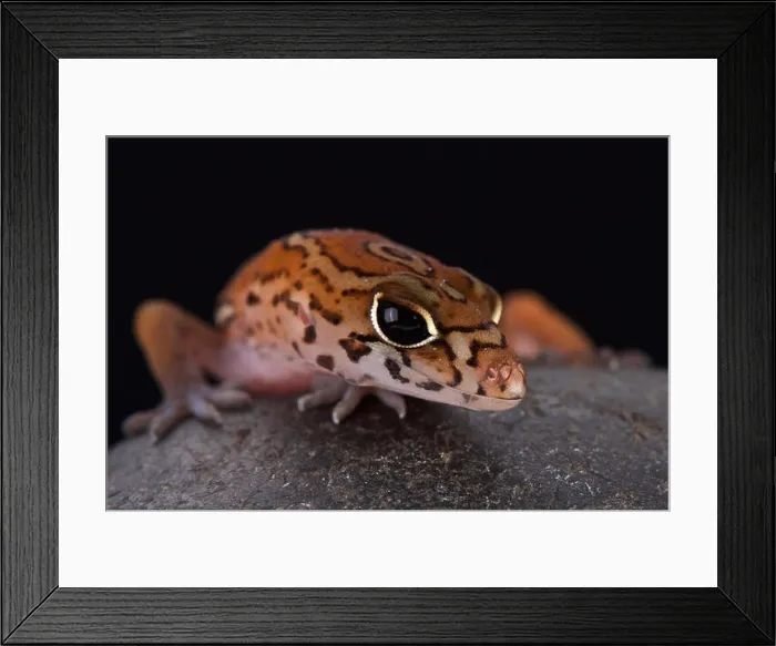Framed Print : Yucatán Banded Gecko (Coleonyx elegans) Framed Print : Yucatán Banded Gecko (Coleonyx elegans)