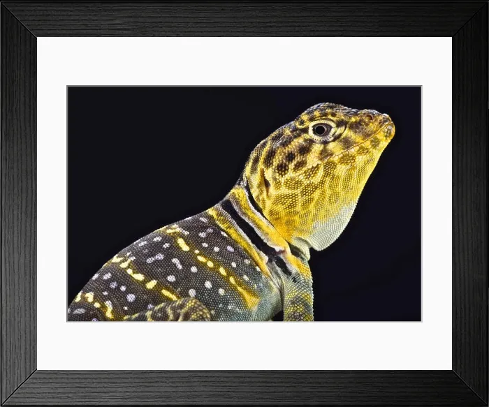 Framed Print : Yellow headed collared Lizard (Crotaphytus collaris auriceps) Framed Print : Yellow headed collared Lizard (Crotaphytus collaris auriceps)