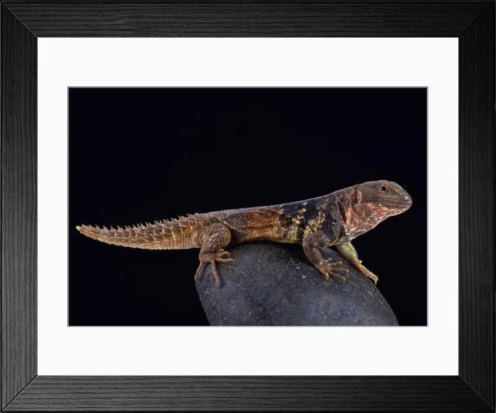 Framed Print : Yucatán spiny-tailed iguana (Ctenosaura defensor) Framed Print : Yucatán spiny-tailed iguana (Ctenosaura defensor)