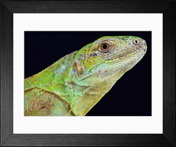Framed Print : Five-keeled Spiny-tailed Iguana ( Ctenosaura quinquecariniata) Framed Print : Five-keeled Spiny-tailed Iguana ( Ctenosaura quinquecariniata)