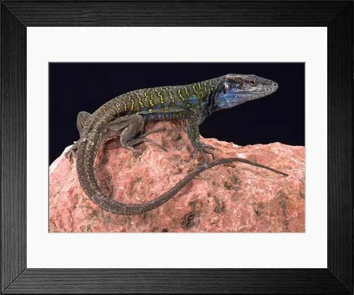 Framed Print : Northern Tenerife lizard ( Gallotia galloti eisentrauti) Framed Print : Northern Tenerife lizard ( Gallotia galloti eisentrauti)