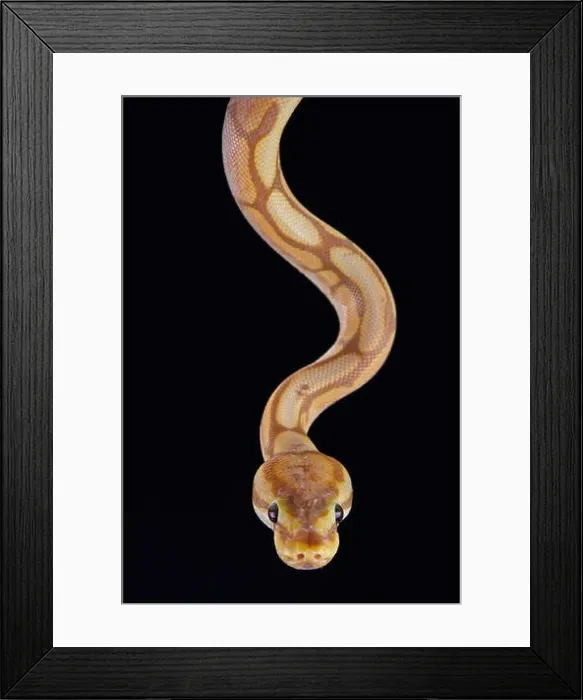 Framed Print : Ball python (Python regius) Framed Print : Ball python (Python regius)