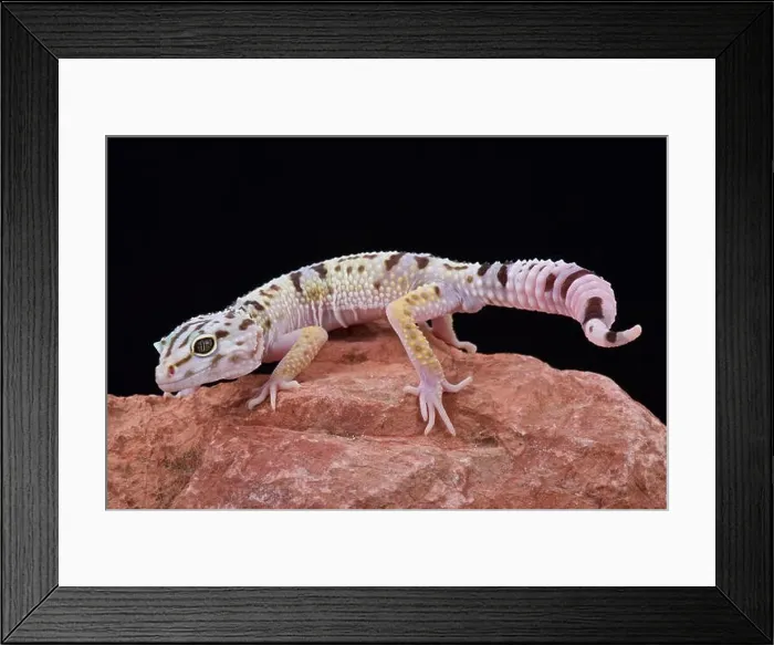 Framed Print : Iranian fat tailed gecko (Eublepharis angramainyu) Framed Print : Iranian fat tailed gecko (Eublepharis angramainyu)