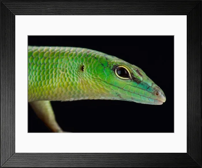 Framed Print : Emerald skink (Lamprophis smaragdina) Framed Print : Emerald skink (Lamprophis smaragdina)