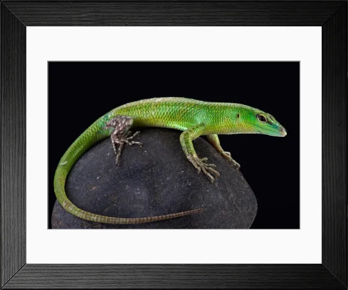 Framed Print : Emerald skink (Lamprophis smaragdina) Framed Print : Emerald skink (Lamprophis smaragdina)