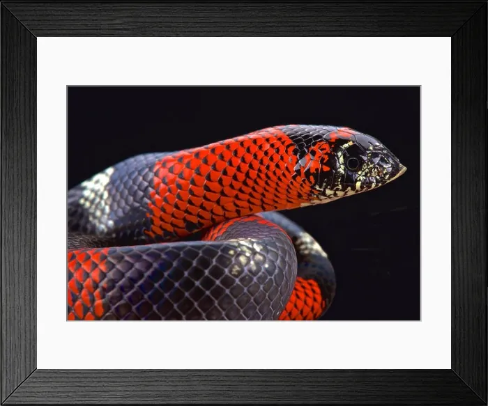 Framed Print : Tri-color hognose snake (Lystrophis pulcher) Framed Print : Tri-color hognose snake (Lystrophis pulcher)