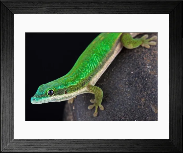 Framed Print : Mayotte day gecko (Phelsuma nigristriata) Framed Print : Mayotte day gecko (Phelsuma nigristriata)