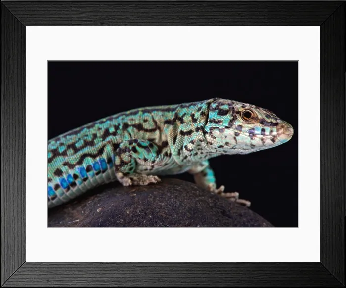 Framed Print : Ibiza wall lizard (Podarcis pityusensis formenterae) Framed Print : Ibiza wall lizard (Podarcis pityusensis formenterae)