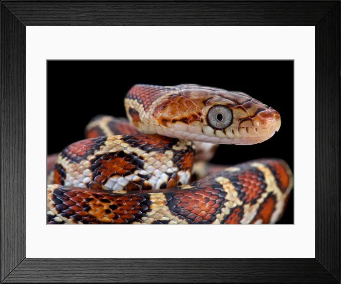 Framed Print : Yellow-red Rat Snake (Pseudelaphe flavirufa) Framed Print : Yellow-red Rat Snake (Pseudelaphe flavirufa)