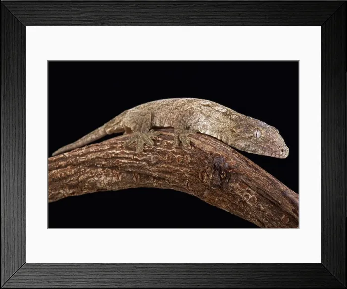 Framed Print : New Caledonian Giant Gecko (Rhacodactylus leachianus) Framed Print : New Caledonian Giant Gecko (Rhacodactylus leachianus)
