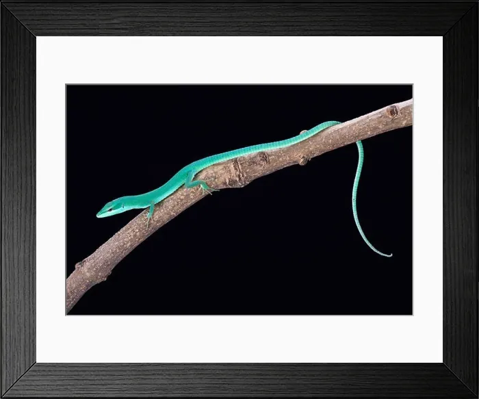 Framed Print : Sakishima grass lizard (Takydromus dorsalis) Framed Print : Sakishima grass lizard (Takydromus dorsalis)