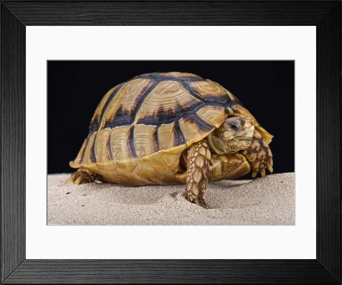 Framed Print : Egyptian tortoise (Testudo kleinmanni) Framed Print : Egyptian tortoise (Testudo kleinmanni)