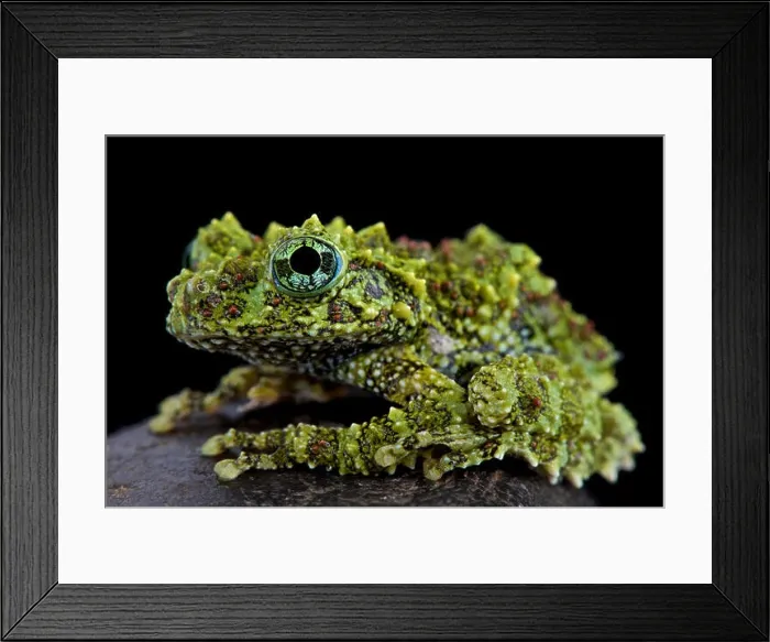 Framed Print : Mossy frog (Theloderma corticale) Framed Print : Mossy frog (Theloderma corticale)