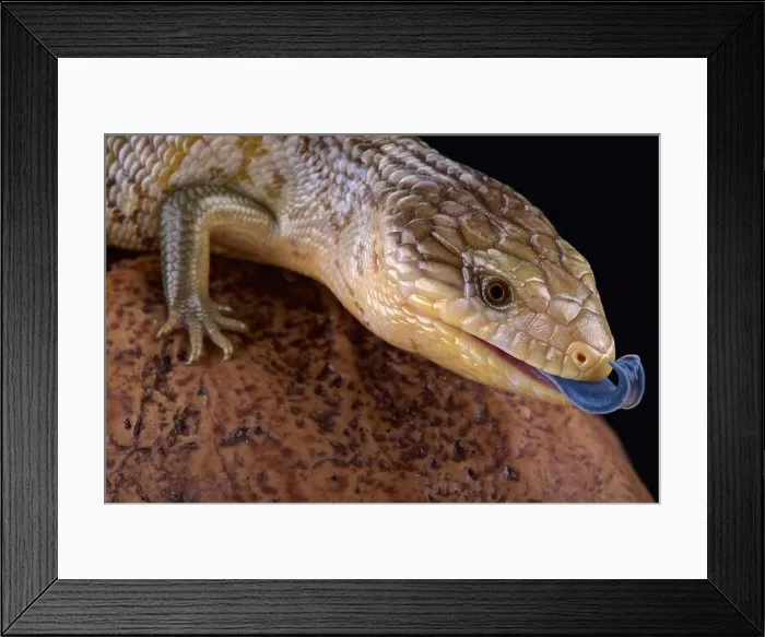 Framed Print : Tanimbar blue tongue skink (Tiliqua scincoides chimaerea) Framed Print : Tanimbar blue tongue skink (Tiliqua scincoides chimaerea)