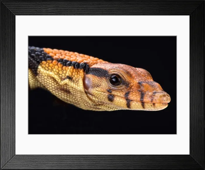 Framed Print : Dumeril's monitor (Varanus dumerili) Framed Print : Dumeril's monitor (Varanus dumerili)