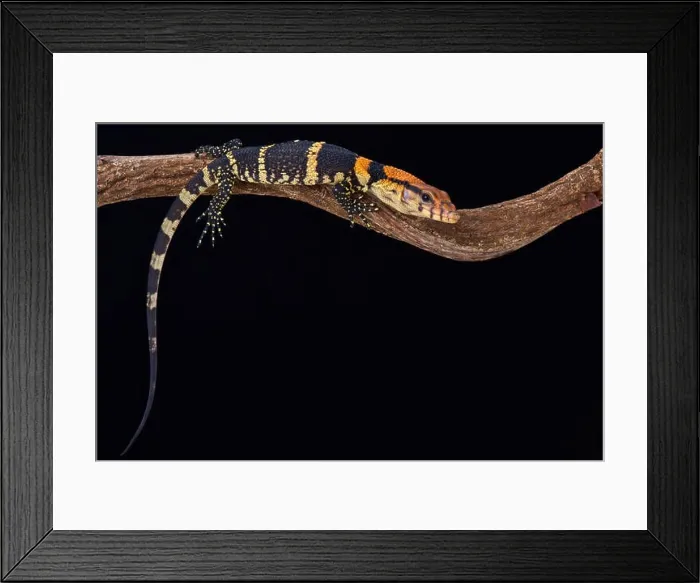 Framed Print : Dumeril's monitor (Varanus dumerili) Framed Print : Dumeril's monitor (Varanus dumerili)