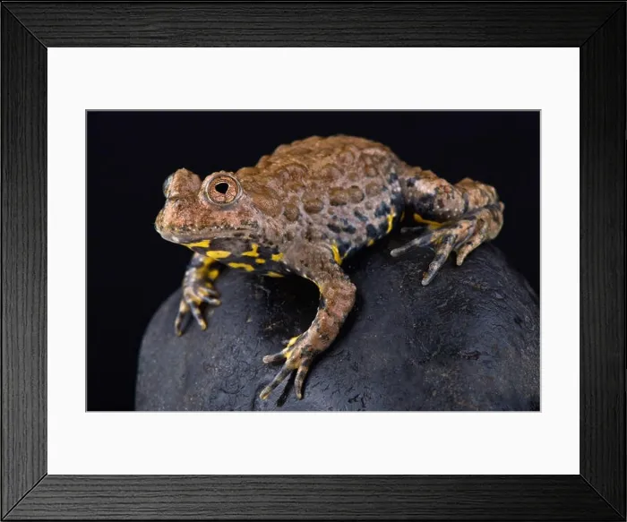 Framed Print : Yunnan fire-bellied toad (Bombina maxima) Framed Print : Yunnan fire-bellied toad (Bombina maxima)