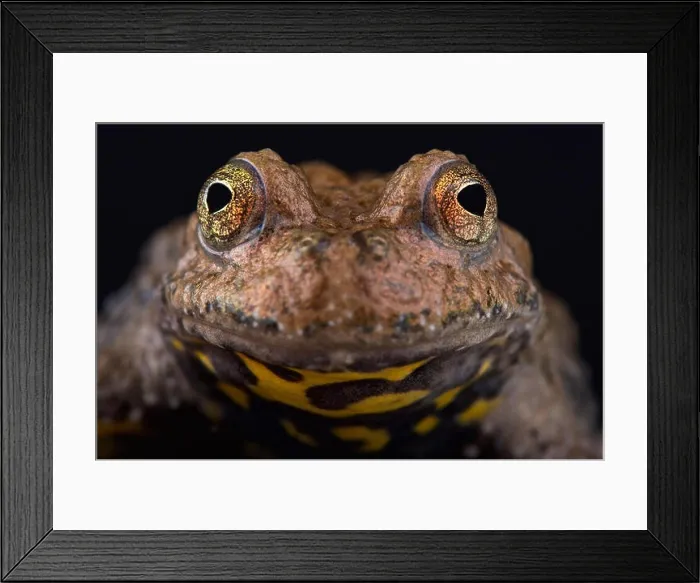 Framed Print : Yunnan fire-bellied toad (Bombina maxima) Framed Print : Yunnan fire-bellied toad (Bombina maxima)