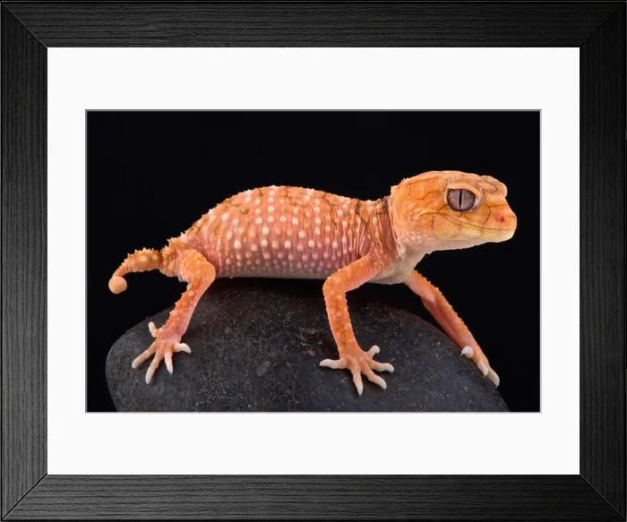Framed Print : Rough knob-tailed gecko (Nephrurus amyae) Framed Print : Rough knob-tailed gecko (Nephrurus amyae)