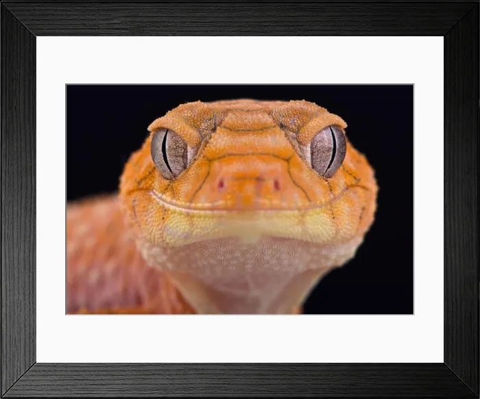 Framed Print : Rough knob-tailed gecko (Nephrurus amyae) Framed Print : Rough knob-tailed gecko (Nephrurus amyae)
