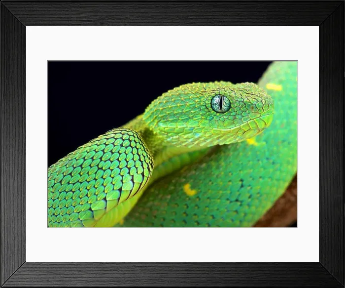 Framed Print : West African bush viper (Atheris chlorechis) Framed Print : West African bush viper (Atheris chlorechis)