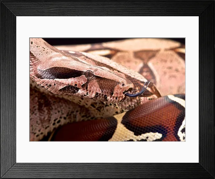 Framed Print : Bolivian boa (Boa constrictor amarali)