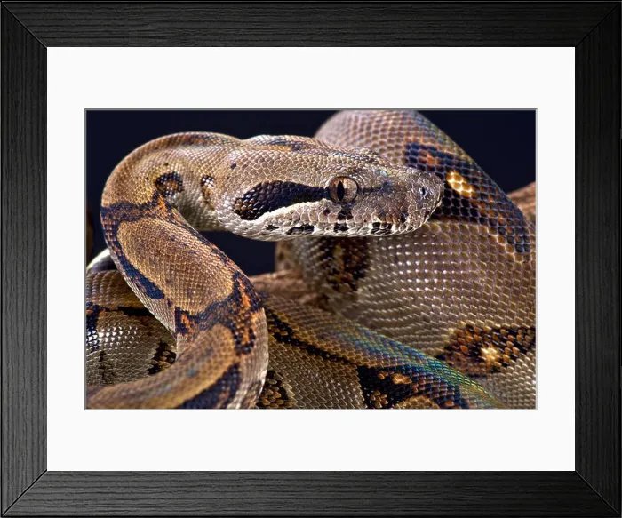 Framed Print : Pearl island boa (Boa constrictor sabogae) Framed Print : Pearl island boa (Boa constrictor sabogae)