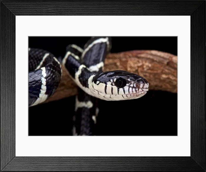 Framed Print : Black and white Mangrove snake (Boiga dendrophila)