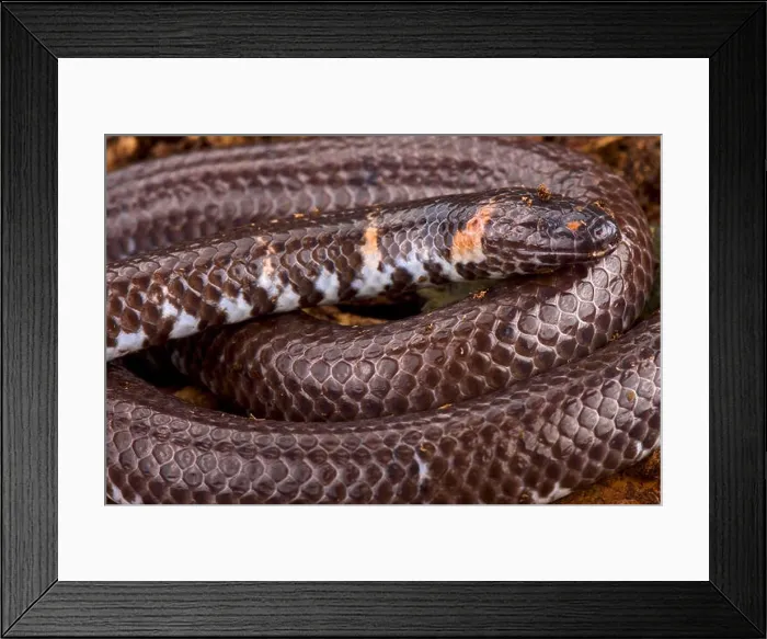 Framed Print : Pipe snake (Cylinddophis rufus) Framed Print : Pipe snake (Cylinddophis rufus)