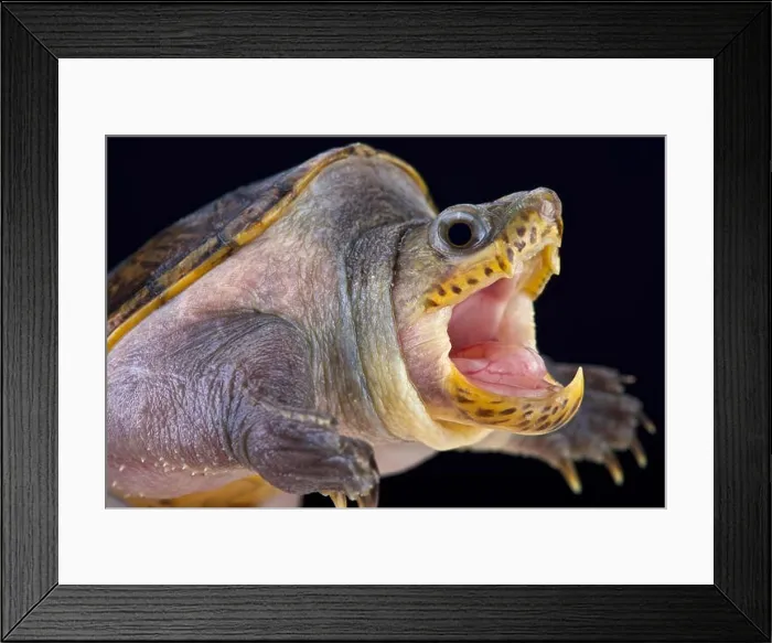 Framed Print : narrow-bridged musk turtle (Claudius angustatus) Framed Print : narrow-bridged musk turtle (Claudius angustatus)