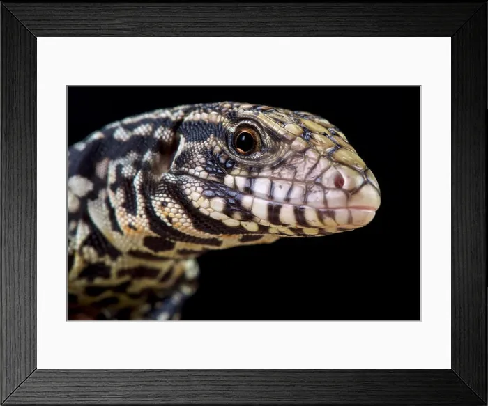 Framed Print : Black and white tegu (Salvator merianae)