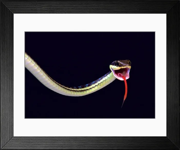 Framed Print : Painted bronzeback (Dendrelaphis pictus) Framed Print : Painted bronzeback (Dendrelaphis pictus)