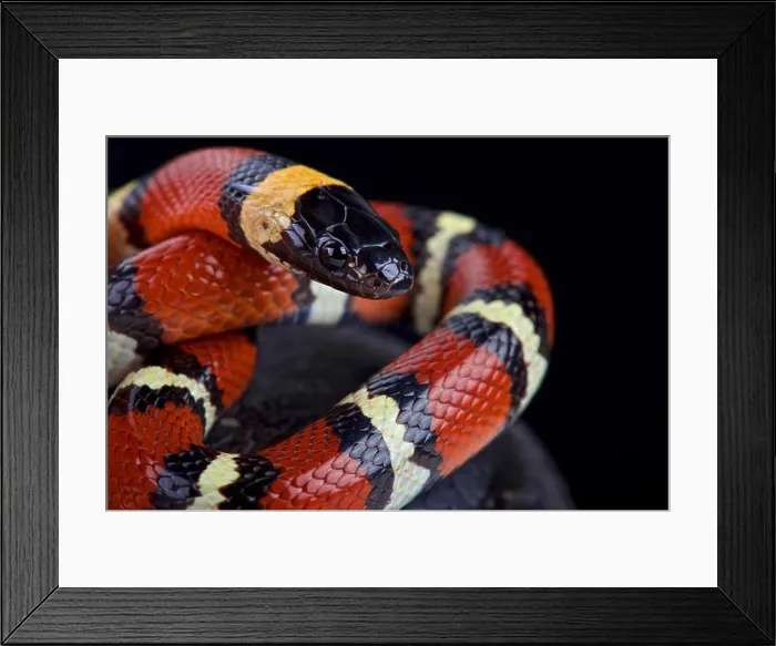 Framed Print : Mexican milksnake (Lampropeltis triangulum annulata) Framed Print : Mexican milksnake (Lampropeltis triangulum annulata)
