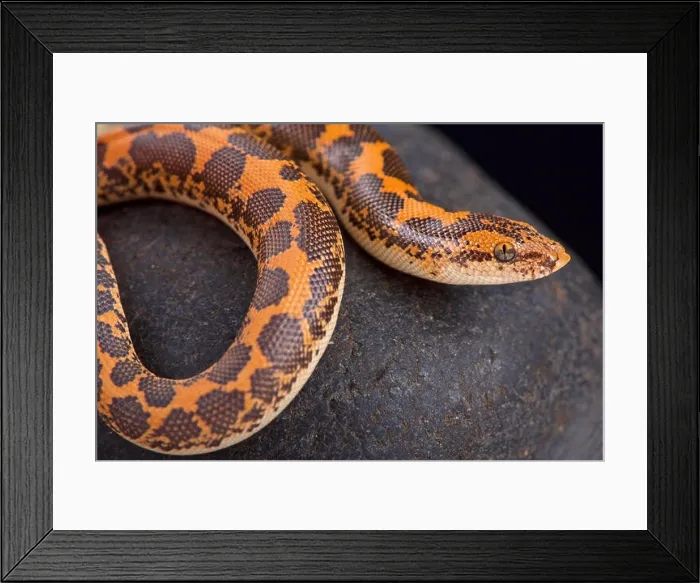 Framed Print : Kenyan sand boa (Gongylophis colubrinus) Framed Print : Kenyan sand boa (Gongylophis colubrinus)