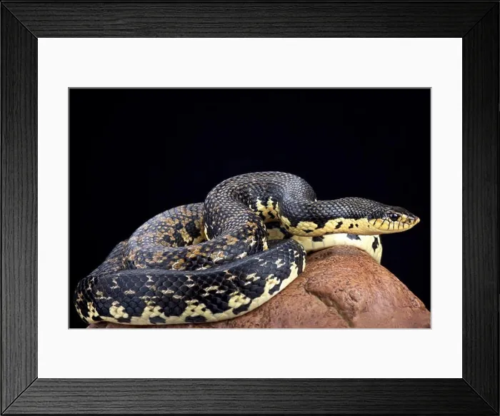 Framed Print : Malagasy giant hognose snake (Leioheterodon madagascariensis) Framed Print : Malagasy giant hognose snake (Leioheterodon madagascariensis)