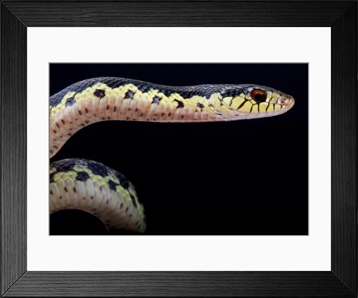 Framed Print : Malagasy giant hognose snake (Leioheterodon madagascariensis) Framed Print : Malagasy giant hognose snake (Leioheterodon madagascariensis)