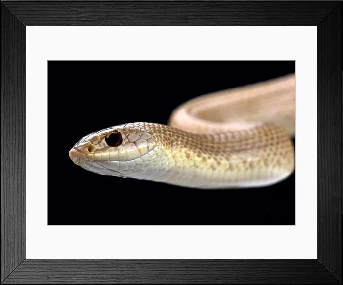 Framed Print : Blonde hognose snake (Leioheterodon modestus) Framed Print : Blonde hognose snake (Leioheterodon modestus)