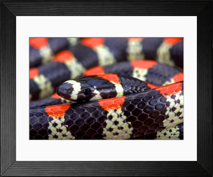 Framed Print : Black-banded centipede eating snake (Scolecophis atrocinctus) Framed Print : Black-banded centipede eating snake (Scolecophis atrocinctus)