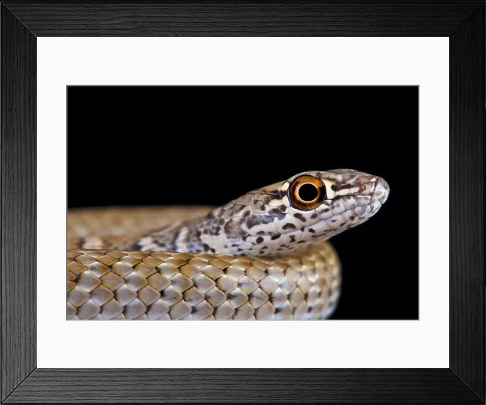 Framed Print : Red racer (Masticophis flagellum piceus) Framed Print : Red racer (Masticophis flagellum piceus)