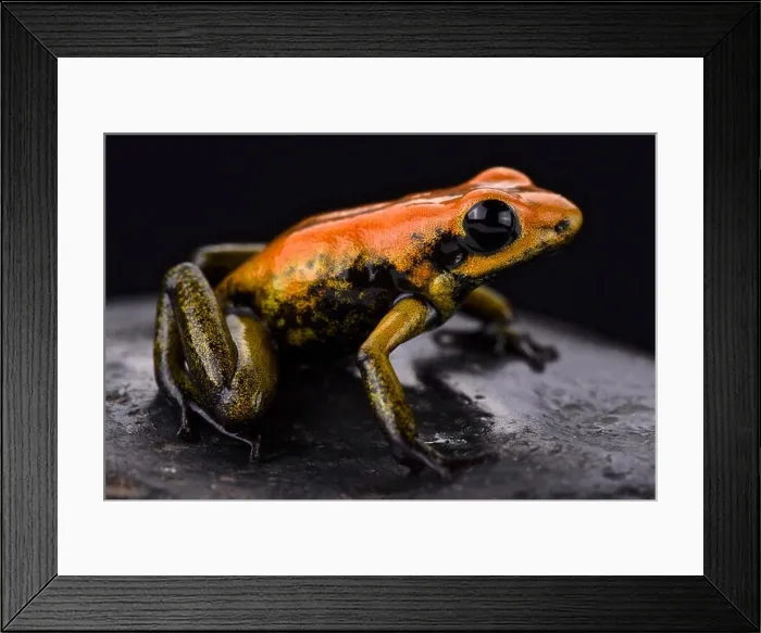 Framed Print : Bicolored dart frog (Phyllobates bicolor) Framed Print : Bicolored dart frog (Phyllobates bicolor)