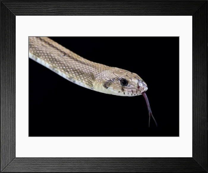 Framed Print : Ladder snake (Rhinechis scalaris) Framed Print : Ladder snake (Rhinechis scalaris)