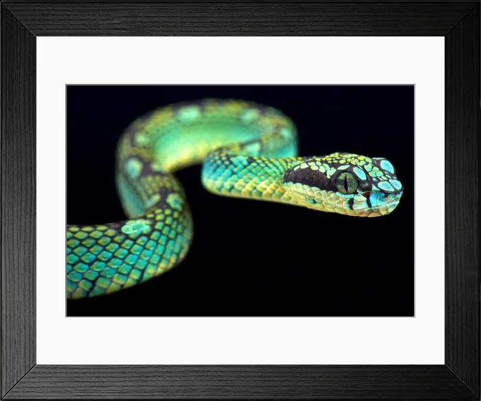 Framed Print : Sri Lankan pit viper (Trimeresurus trigonecephalus) Framed Print : Sri Lankan pit viper (Trimeresurus trigonecephalus)