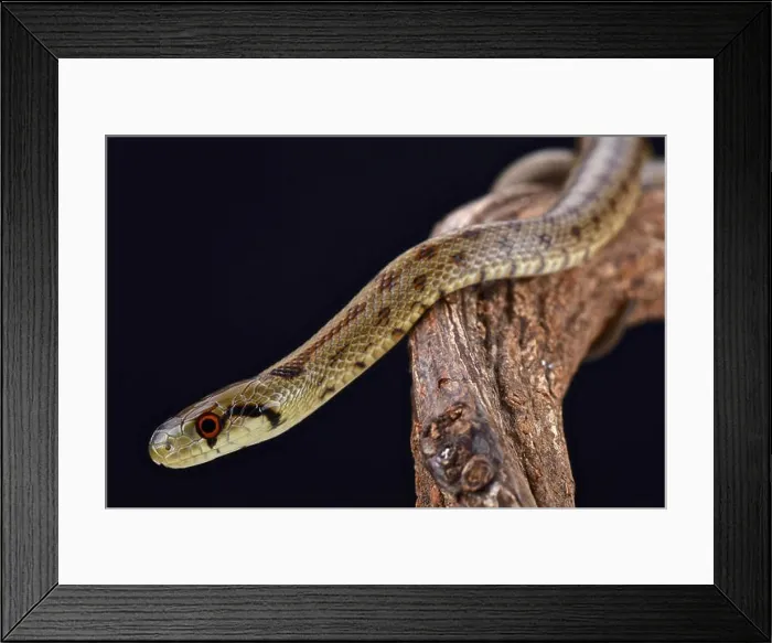 Framed Print : Italian Aesculapian Snake (Zamenis lineatus) Framed Print : Italian Aesculapian Snake (Zamenis lineatus)